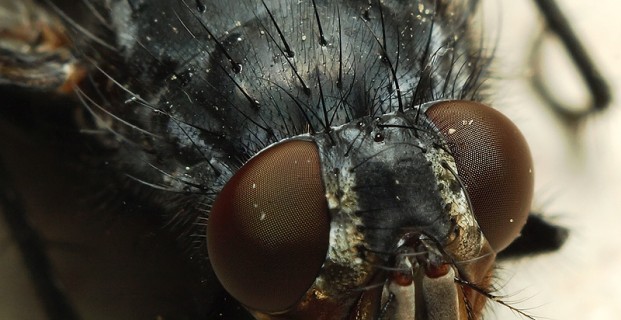Moskitiera – obrona przed owadami